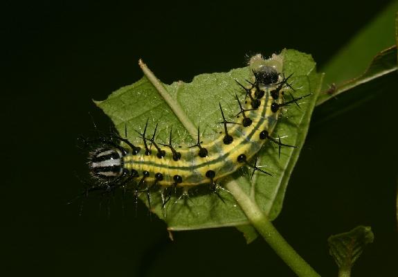 Cymothoe druryi caterpillar